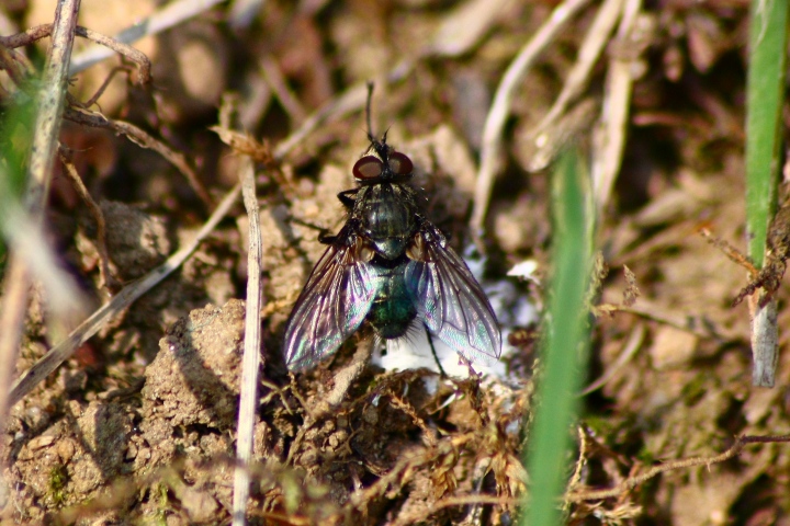Bellardia sp.
